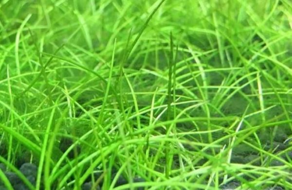 牛毛草种子怎么种植