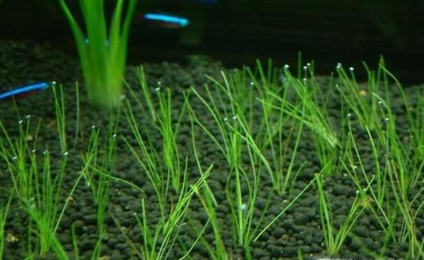 牛毛草种子怎么种植