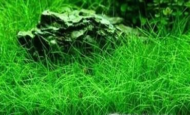 牛毛草种子怎么种植