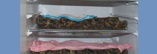 冬天大闸蟹怎么保存不会死