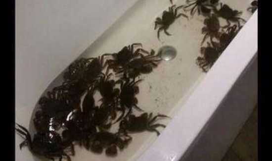 冬天大闸蟹怎么保存不会死