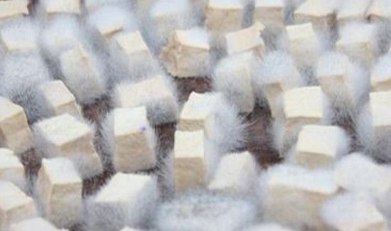 如何判断豆腐发酵成功