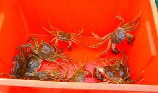 冬天大闸蟹怎么保存不会死