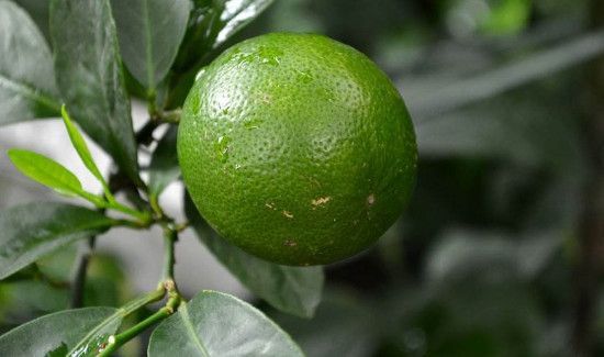 青柠和柠檬的区别