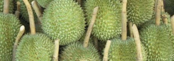 榴莲绿色没开口能吃吗