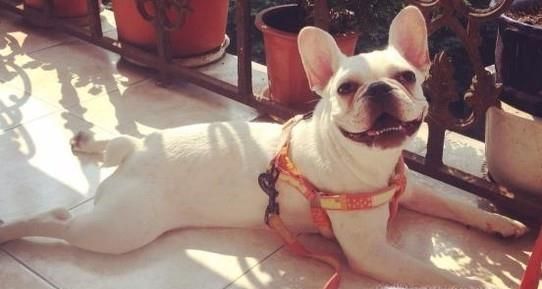 如何清理家里狗毛？