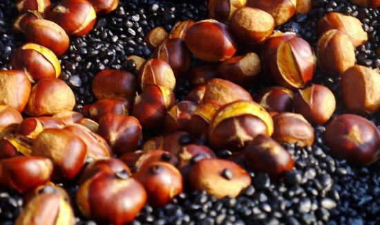 板栗出芽了可以吃吗