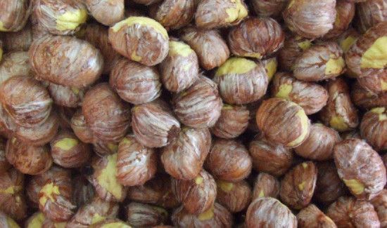 板栗出芽了可以吃吗