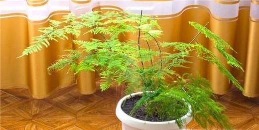 夏天蚊子来了，卧室如何防蚊？