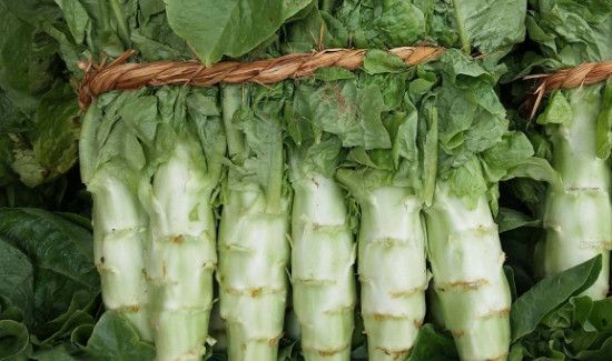 莴苣怎么保存