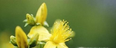 哪些食物能够缓解抑郁症