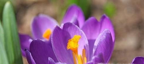 哪些食物能够缓解抑郁症