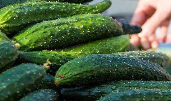 买菜怎么看新不新鲜