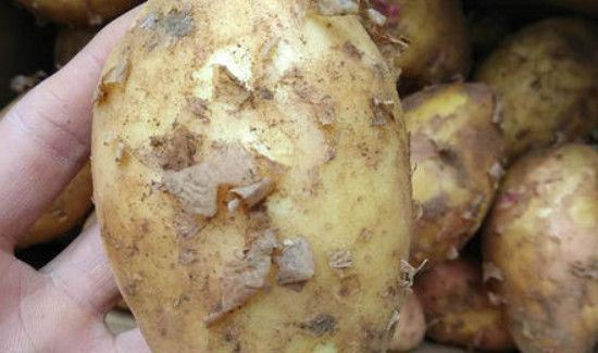 怎么保存土豆不长芽