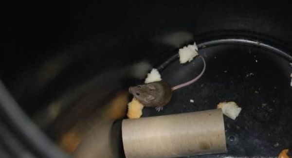 如何用桶活捉老鼠