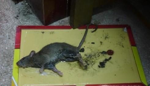 如何用桶活捉老鼠