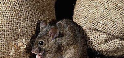 如何用桶活捉老鼠