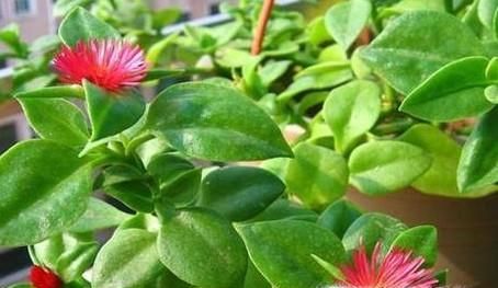 牡丹吊兰不开花怎么办