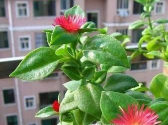 牡丹吊兰不开花怎么办