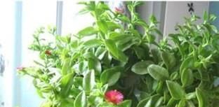 牡丹吊兰不开花怎么办