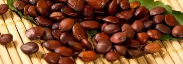 酸枣仁不能和什么一起吃