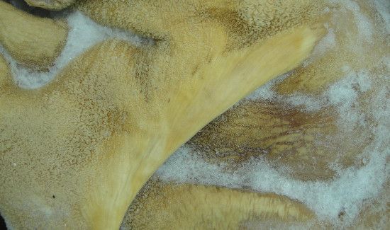 煮牛肚怎么能去掉异味