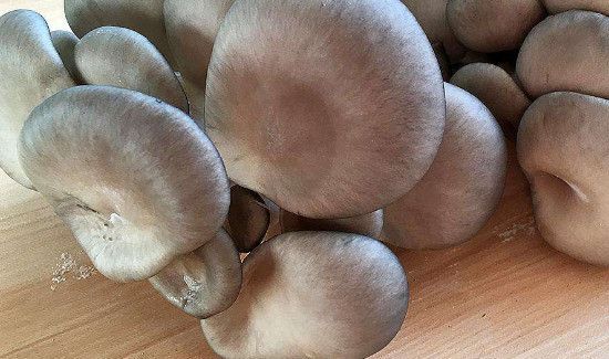 驴肉和蘑菇能一起吃吗