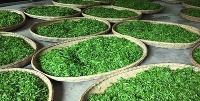 农家自家茶叶如何制作呢？