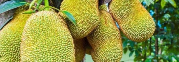 菠萝蜜上面有褐色斑点可以吃吗