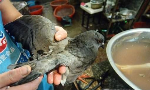 杀鸽子正确方法