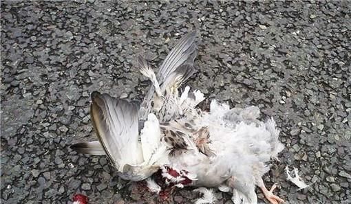 杀鸽子正确方法