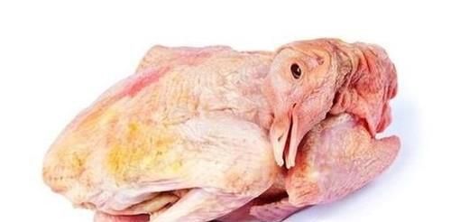 杀鸽子正确方法