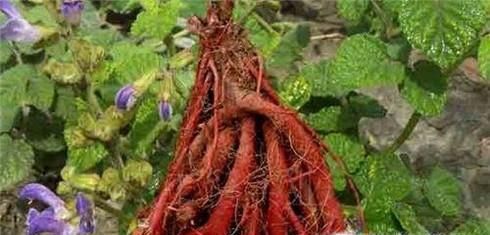 丹参的功效与副作用