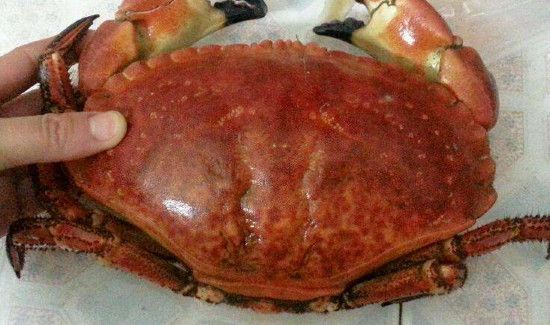 冷冻的面包蟹不解冻清蒸多长时间