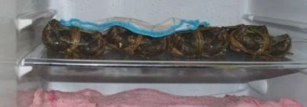 河蟹怎么保存一晚上