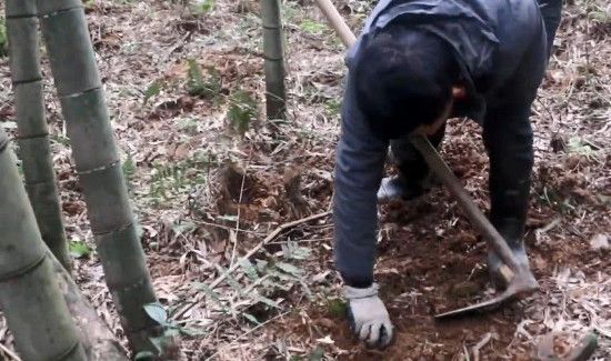 挖冬笋怎么找竹鞭诀窍