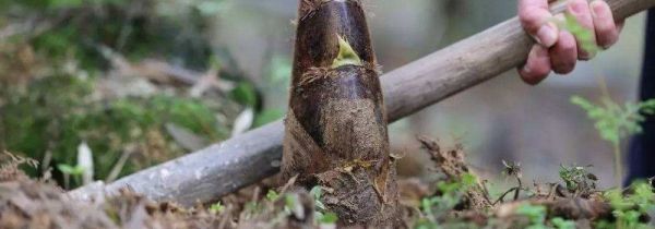 挖冬笋怎么找竹鞭诀窍