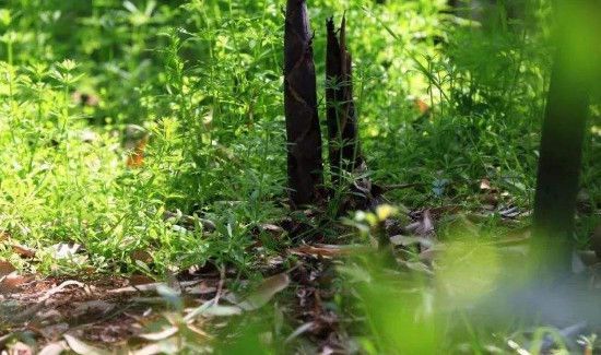 挖冬笋怎么找竹鞭诀窍