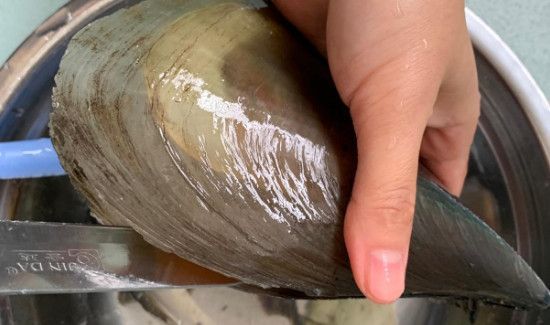 带子怎么去内脏图解