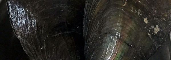 带子怎么去内脏图解