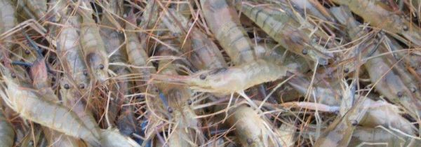 罗氏虾怎样去内脏图解