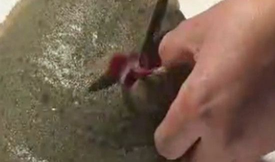 多宝鱼去内脏图解