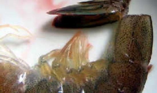 罗氏虾怎样去内脏图解