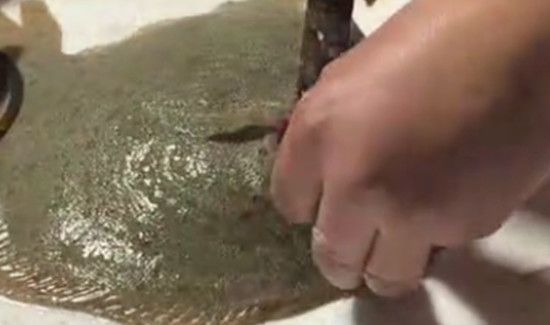 多宝鱼去内脏图解