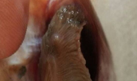 偏口鱼怎么去内脏图解