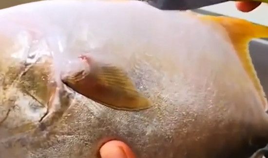 鲳鱼怎么去内脏图解