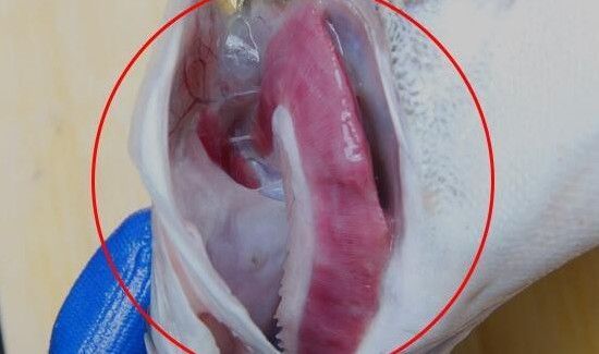 鲳鱼怎么去内脏图解