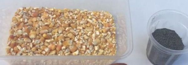 家里有老鼠怎么办