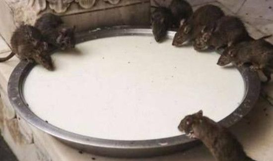 家里有老鼠怎么办