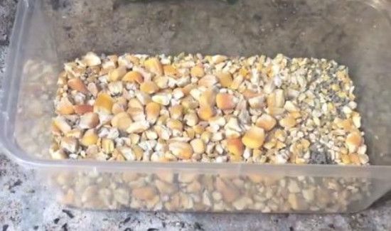 家里有老鼠怎么办